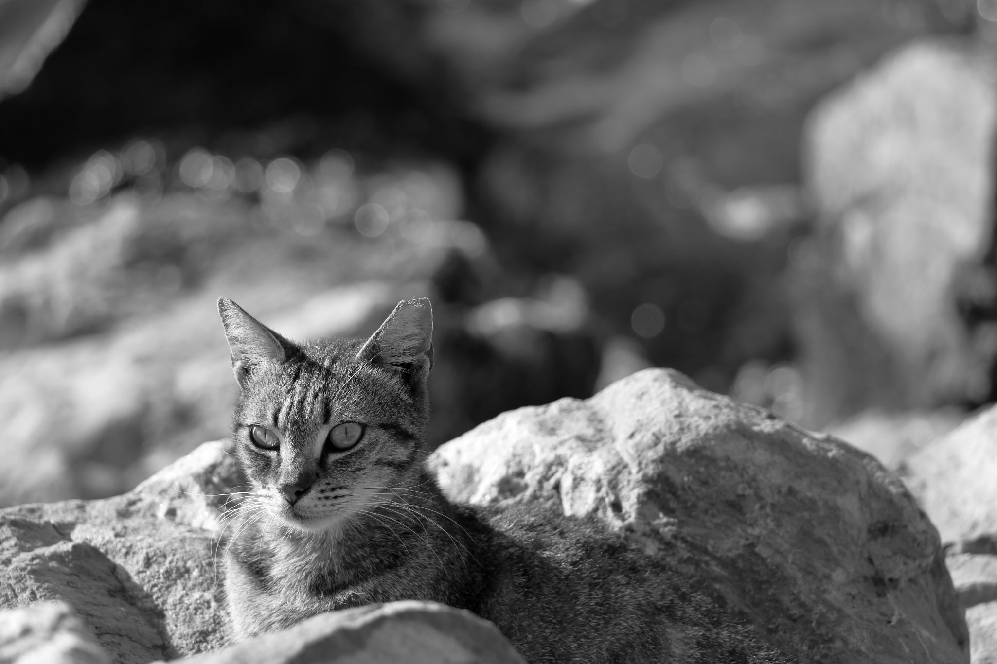 2024 05 15 2986 v2 bw out