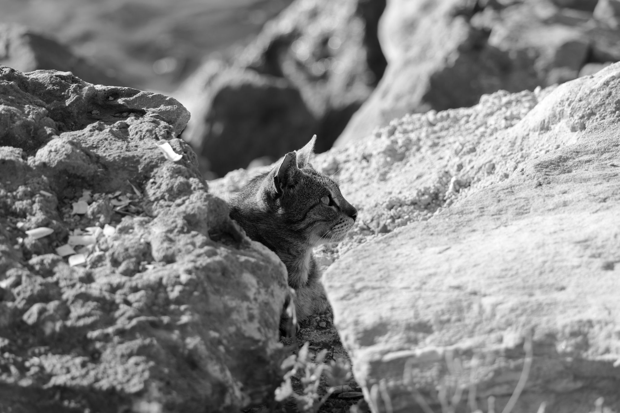 2024 05 15 3014 v2 bw out
