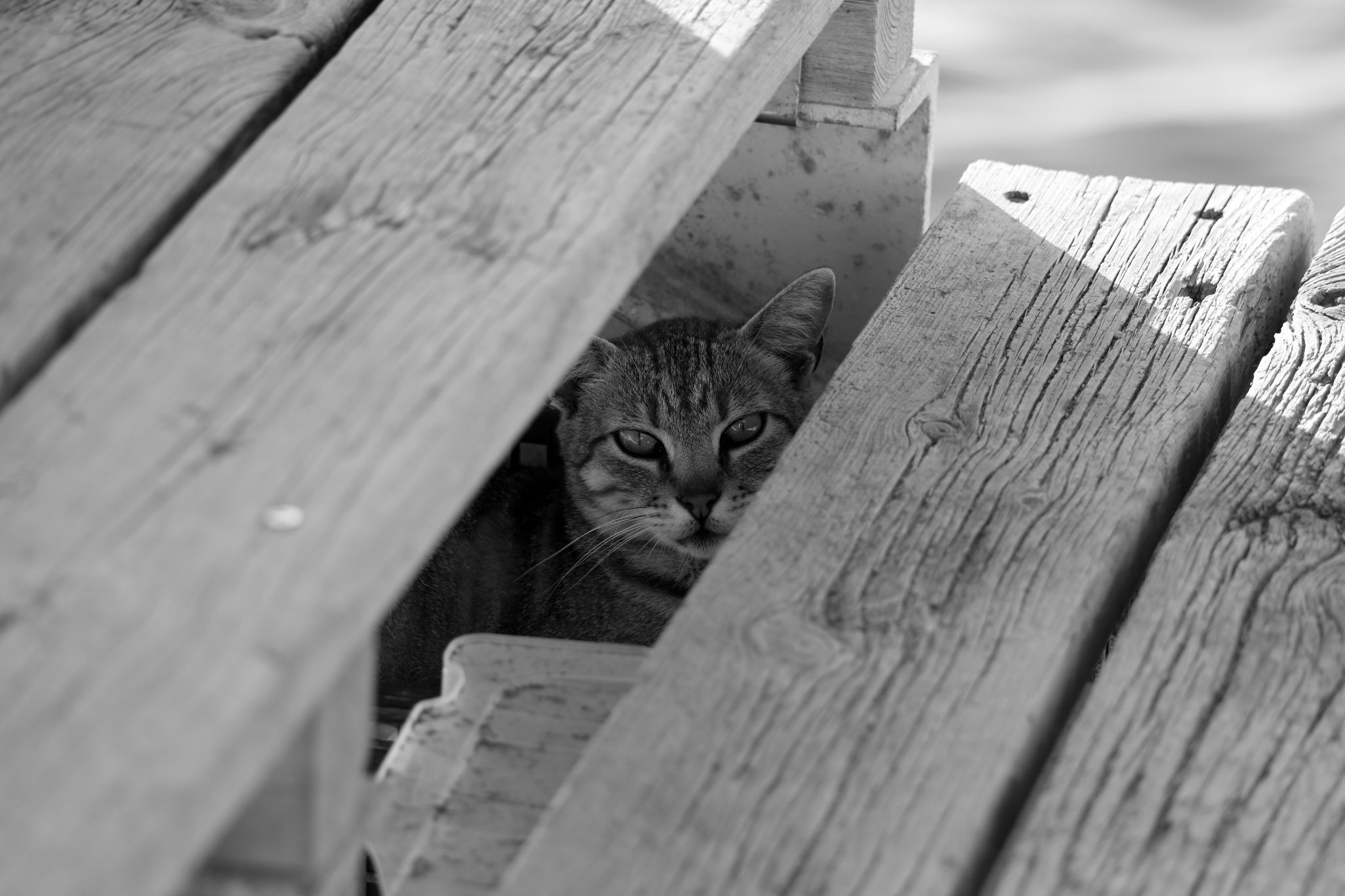 Cats