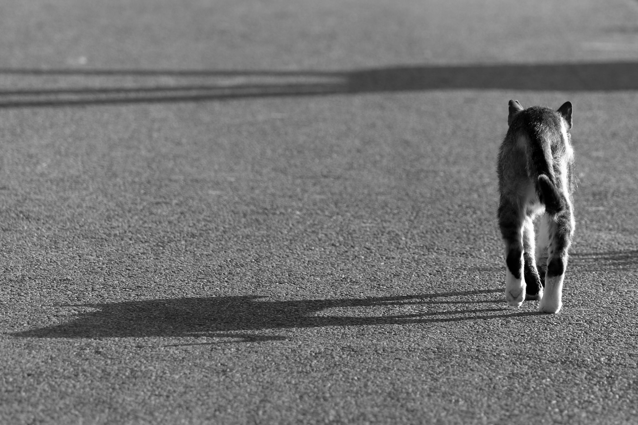 2024 05 15 3067 v2 bw out