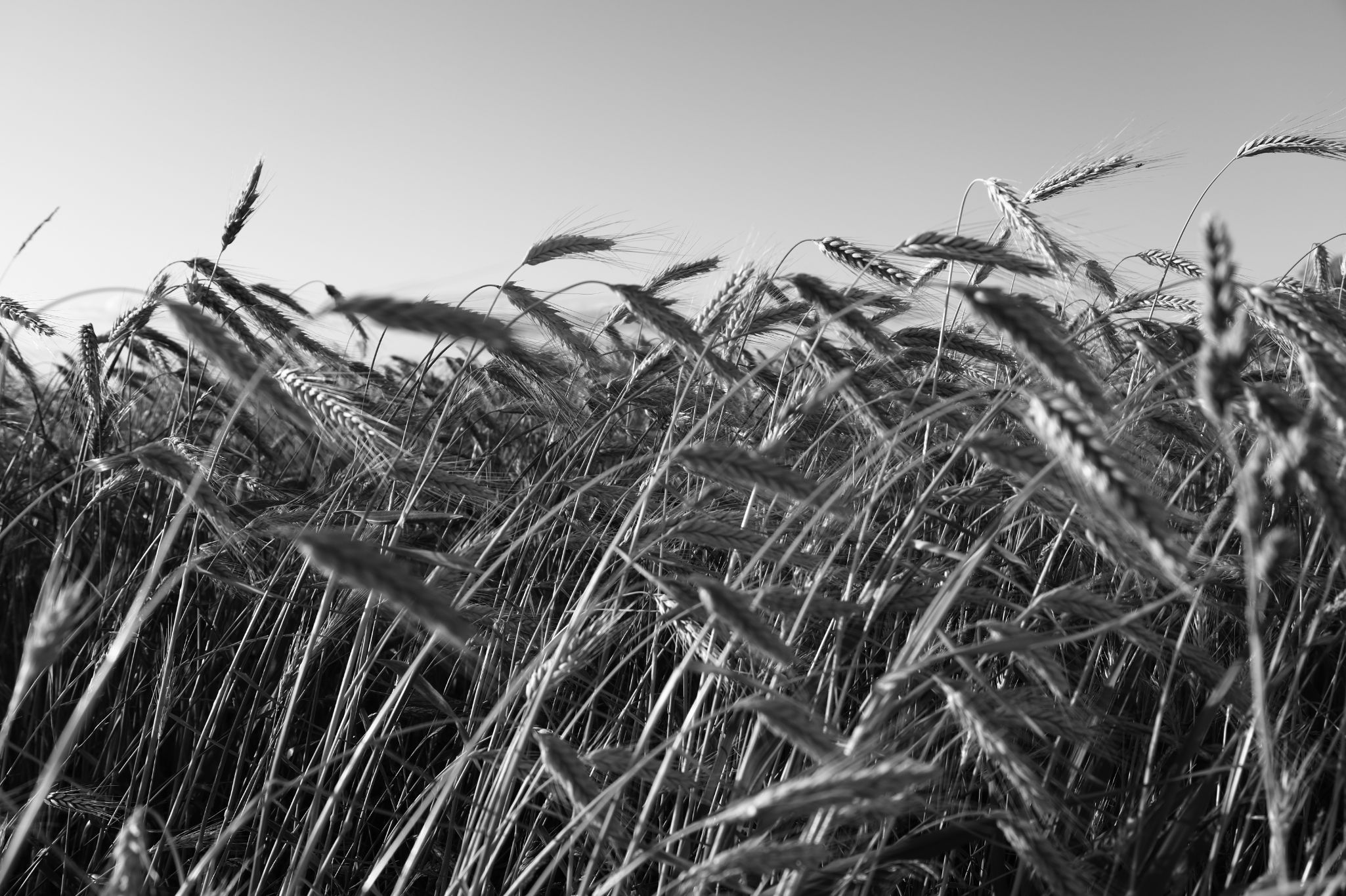 2025 07 03 6096 bw out