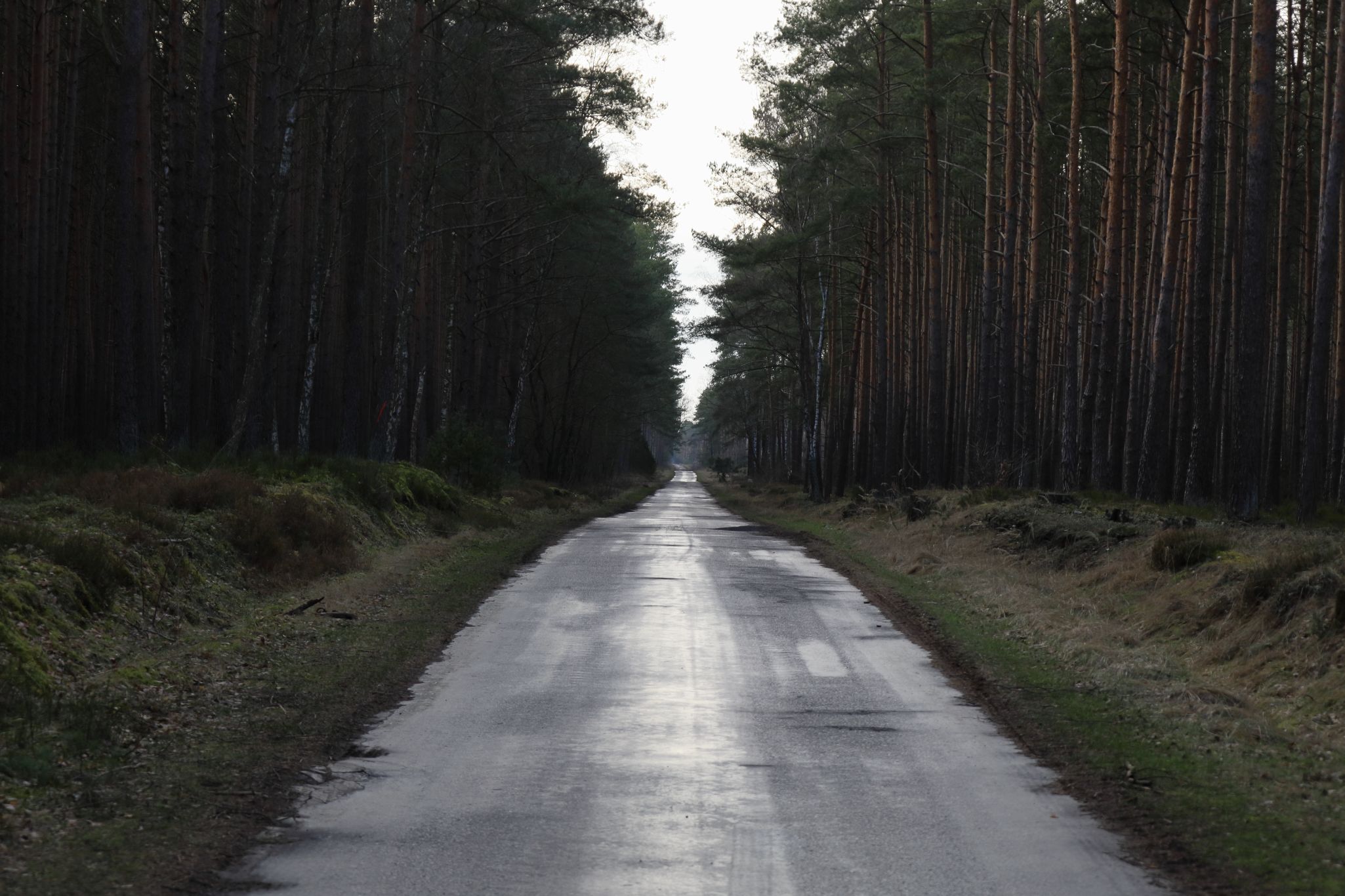 Wkrzanska Forest