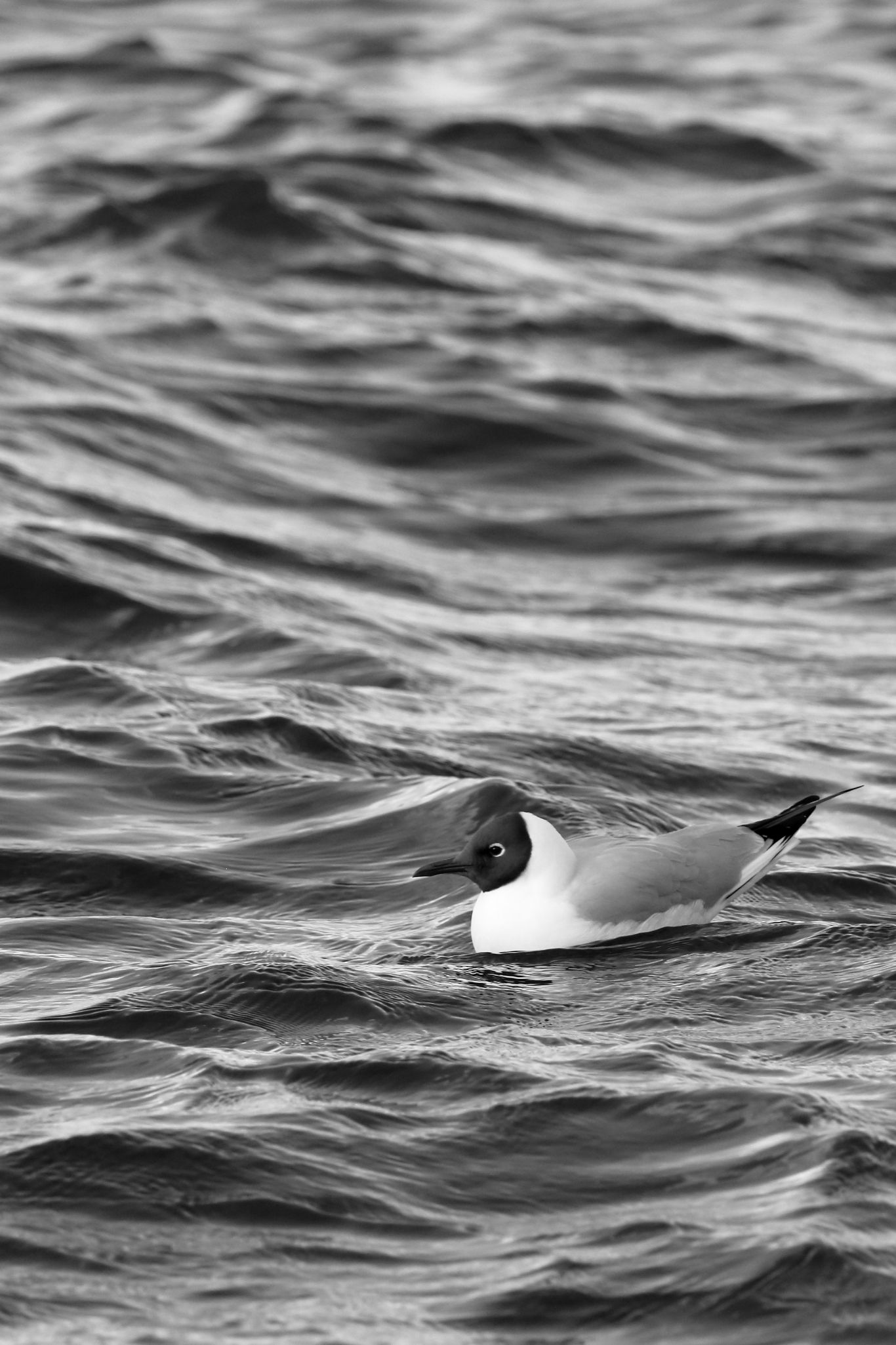 2024 04 14 1203 v2 bw out
