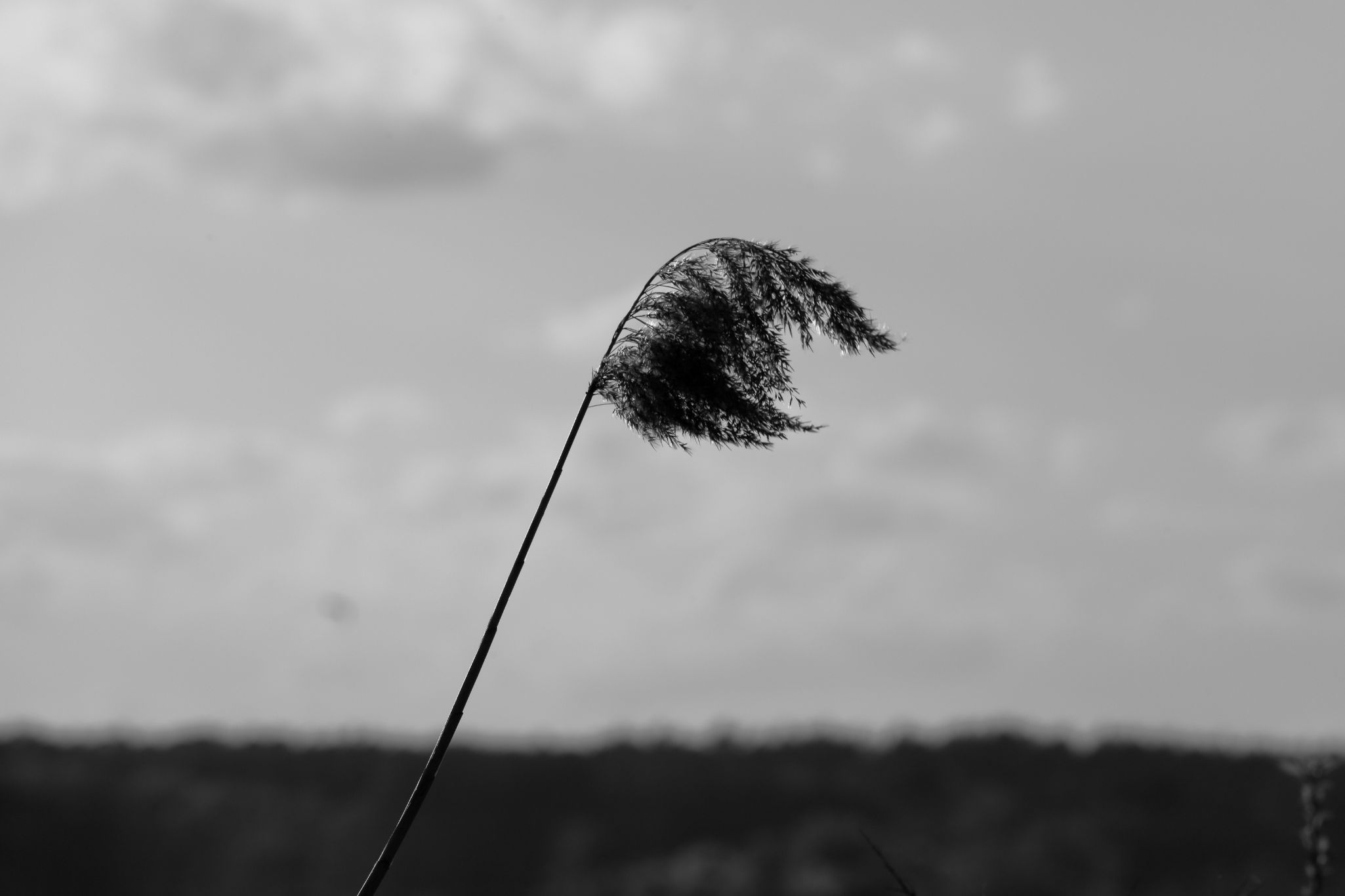 2024 04 14 1241 v2 bw out