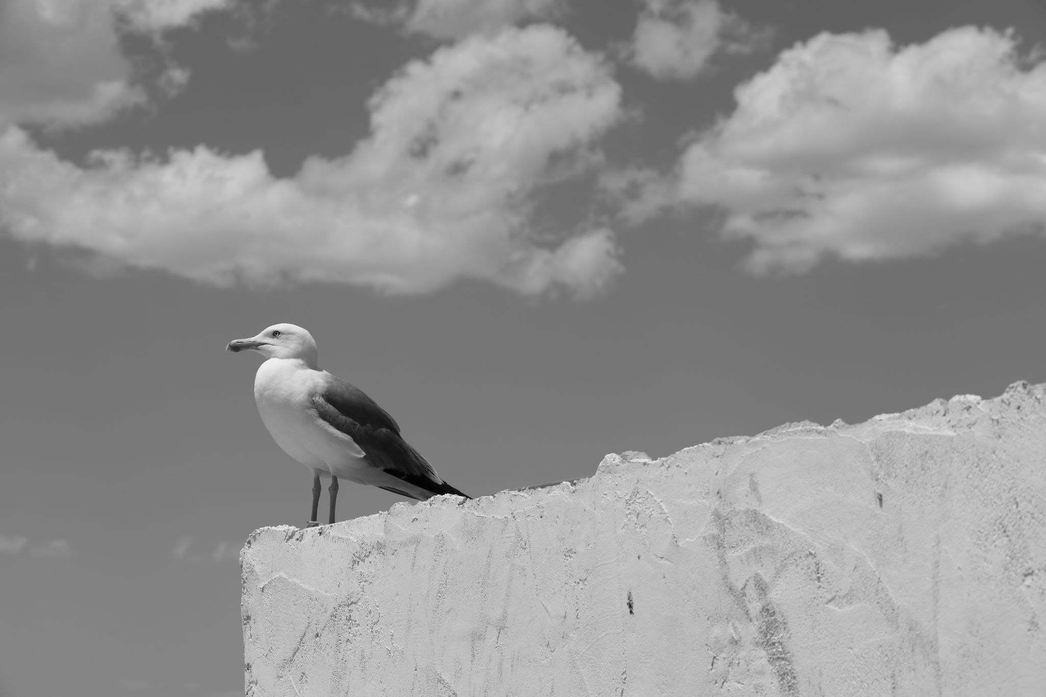 2024 05 14 2843 v2 bw out