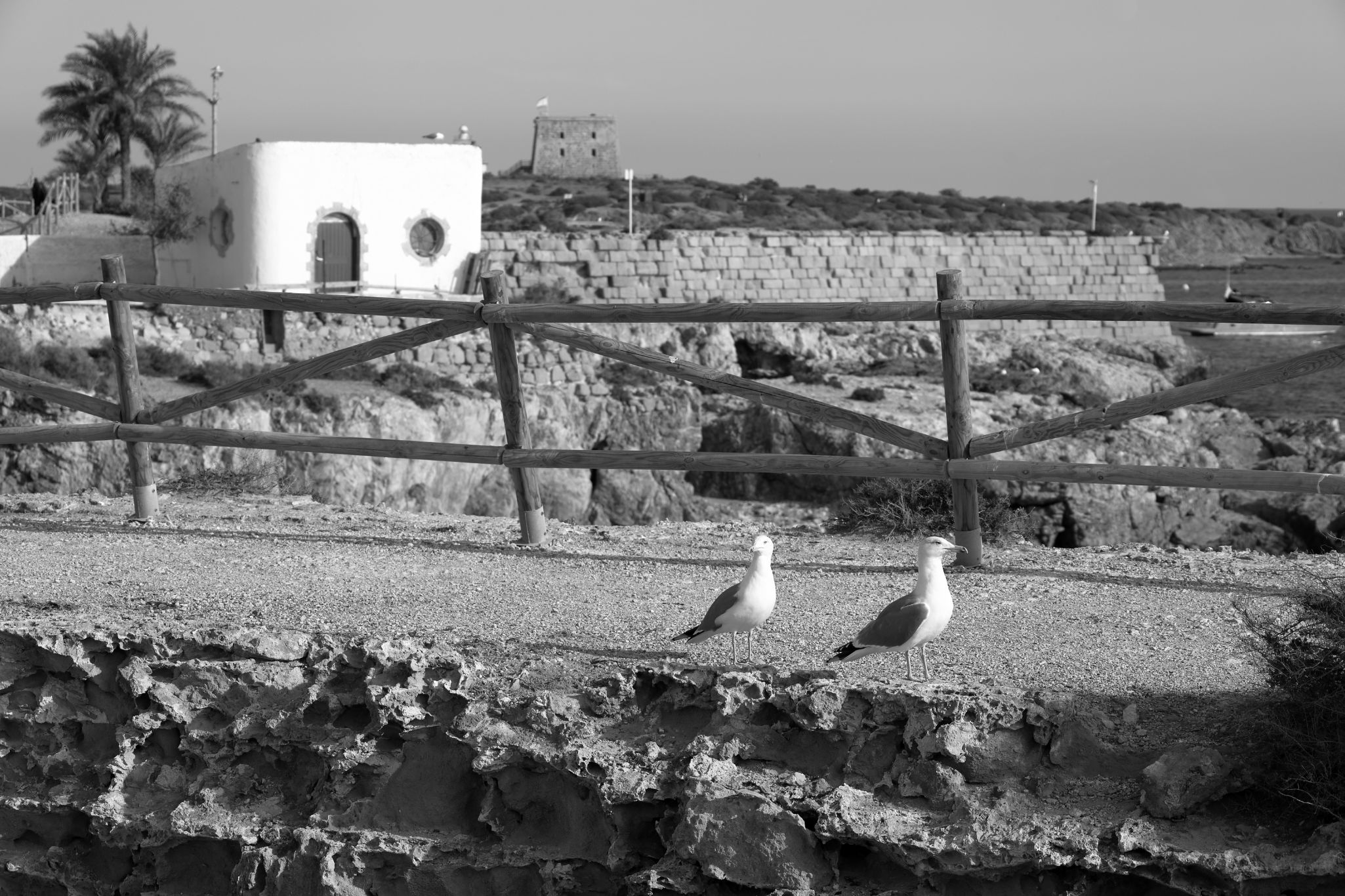 2024 11 10 5550 bw out
