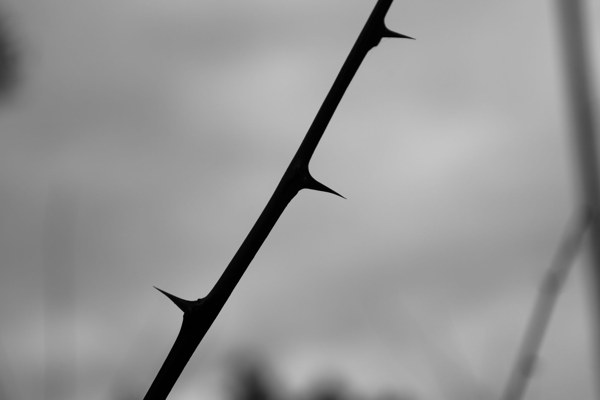 2025 02 24 5807 bw out