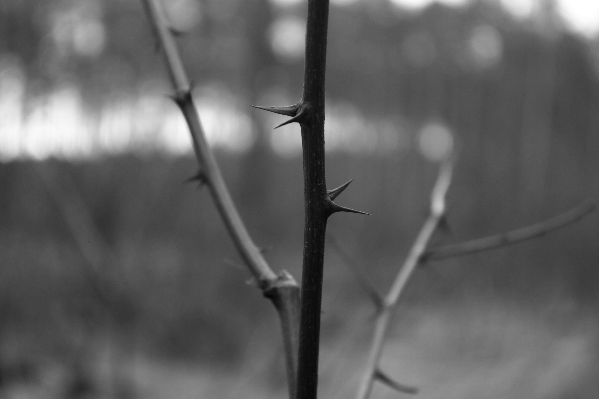 2025 02 24 5811 bw out