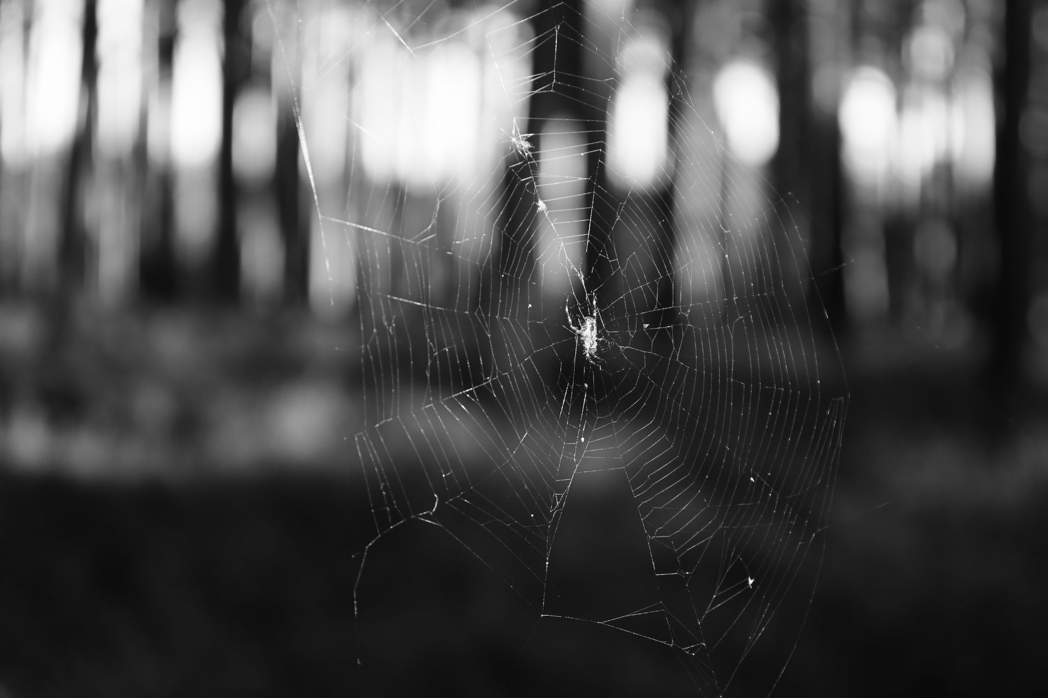2025 09 25 8277 bw out