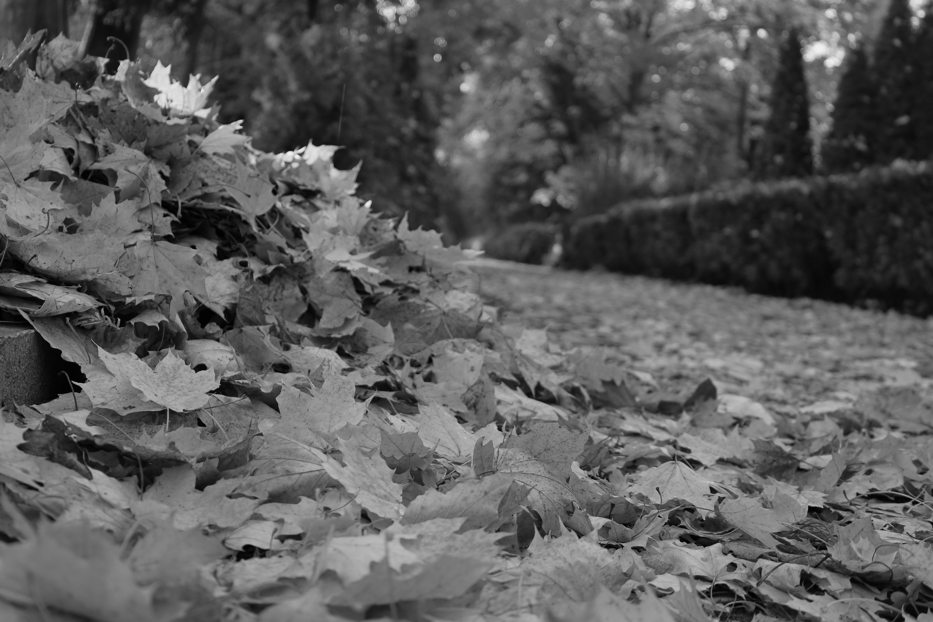 2025 10 19 8310 bw out