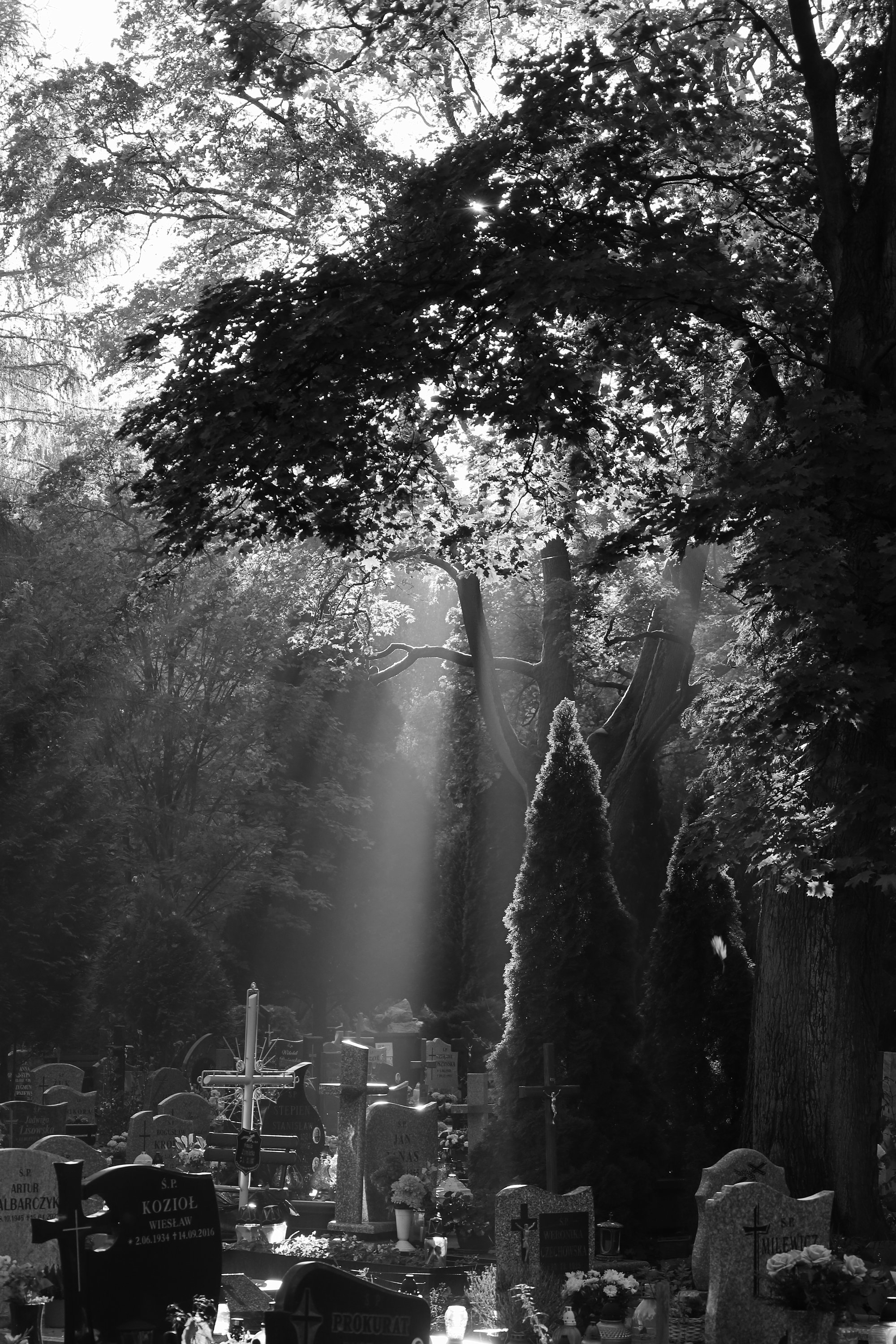 2025 10 19 8315 bw out