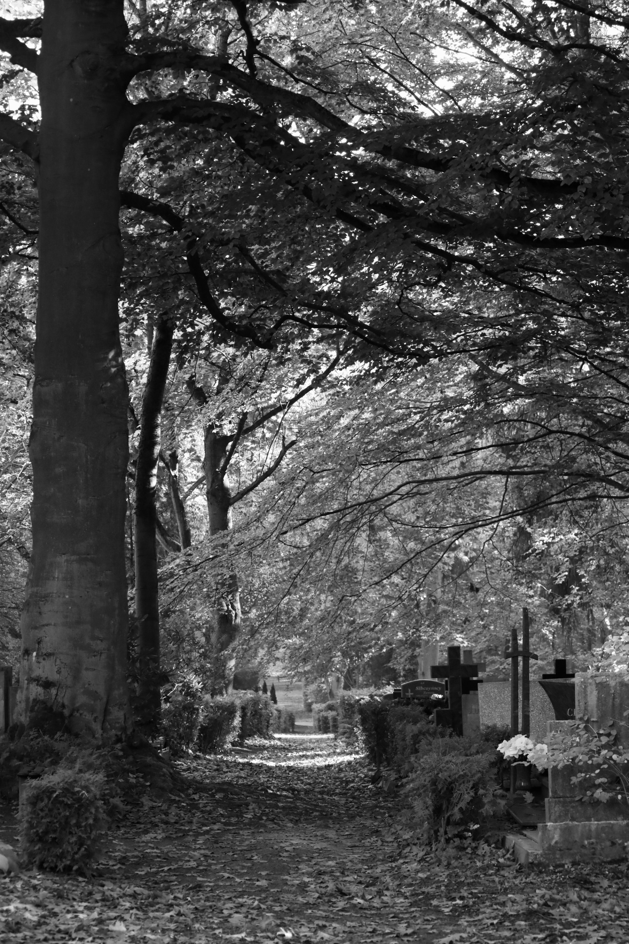 2025 10 19 8393 bw out