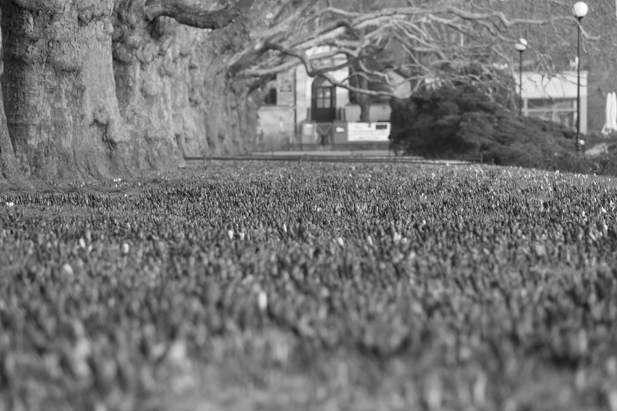2025 03 09 5885 bw out