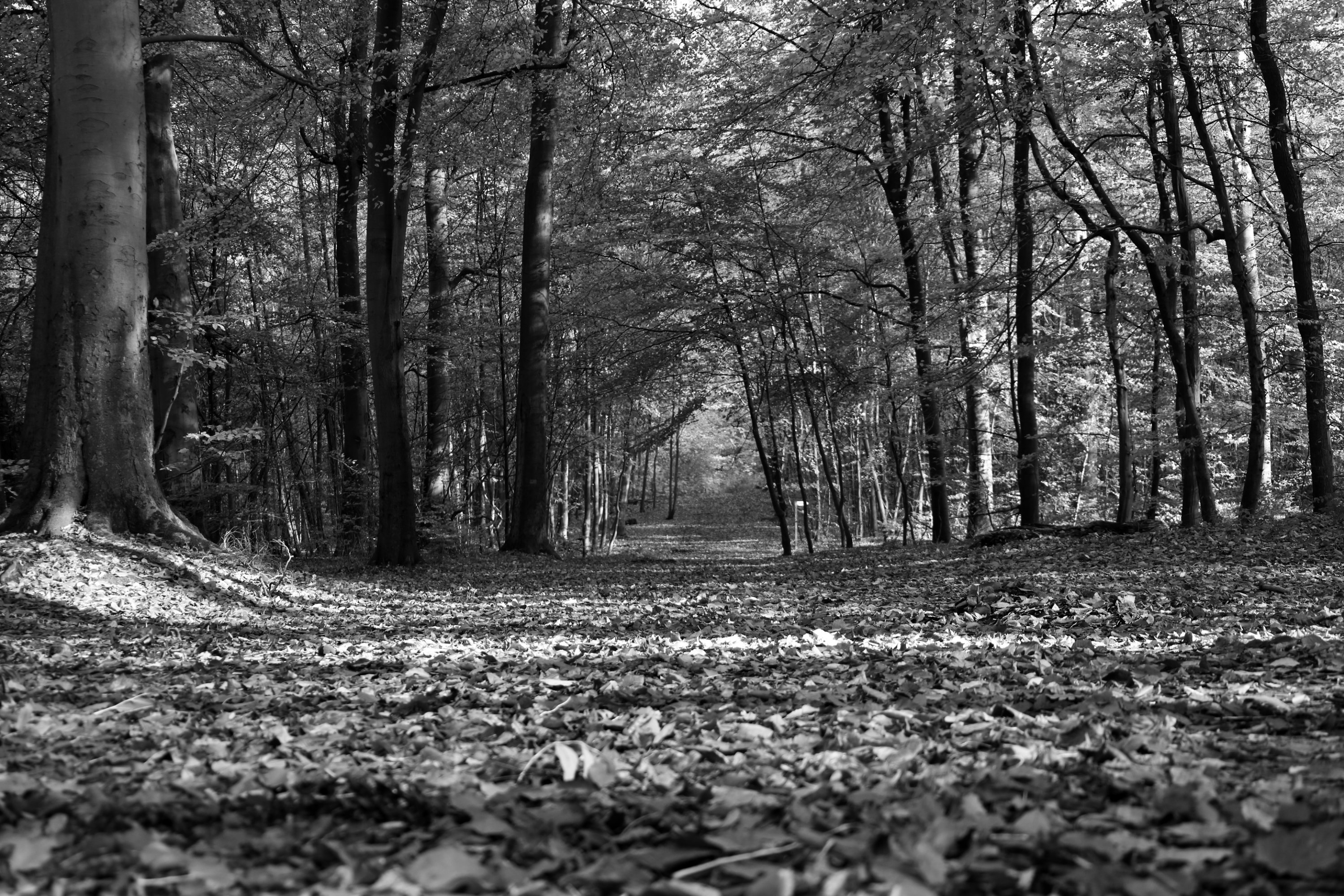 2025 11 01 8488 bw out