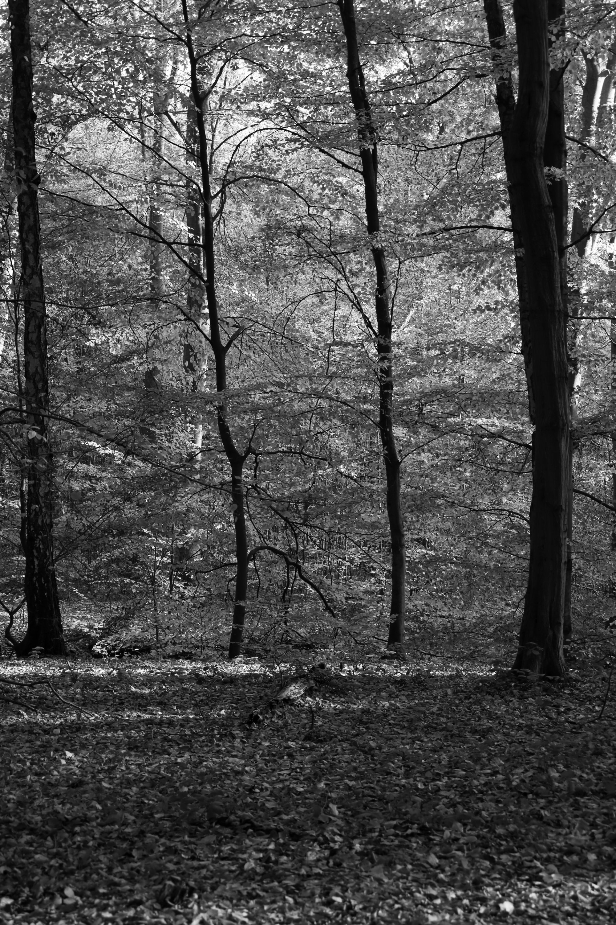 2025 11 01 8489 bw out