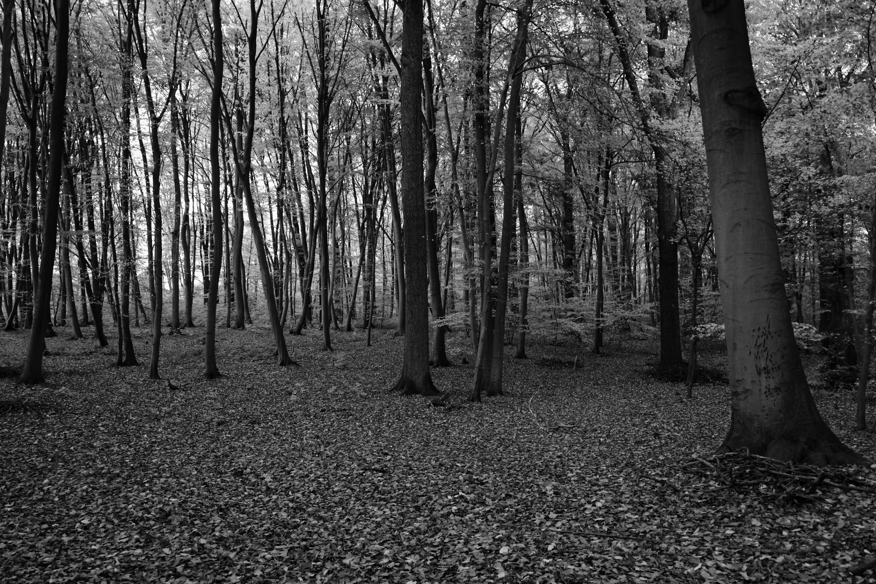 2025 11 01 8556 bw out